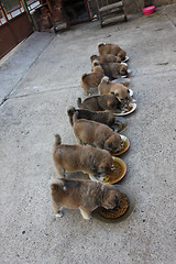 Image showing Ten cute puppies eating in the yard