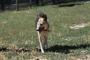 Image showing Dog walking in the park