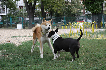Image showing Akita Inu and Bull Terrier inroduction