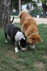 Image showing Akita Inu and Bull Terrier inroduction