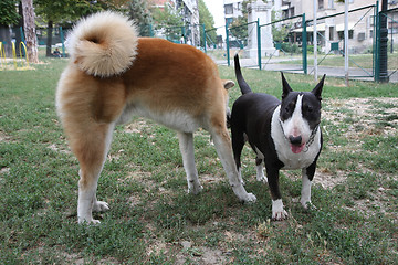 Image showing Akita Inu and Bull Terrier inroduction