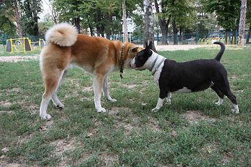 Image showing Akita Inu and Bull Terrier inroduction