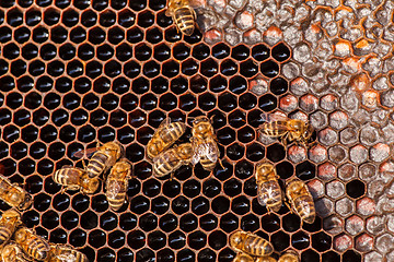 Image showing family of bees on honeycombs