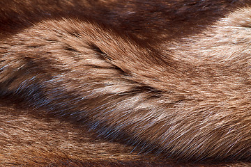 Image showing natural fur closeup