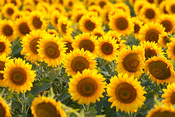 Image showing Sunflower field, backlit.