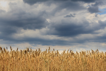 Image showing ears of ripe wheat