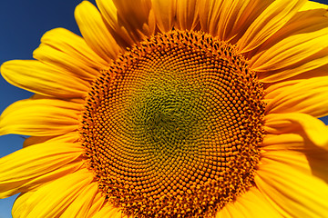 Image showing Sunflower field, backlit.
