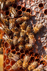 Image showing family of bees on honeycombs