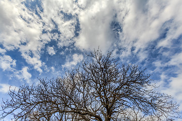 Image showing large spreading tree