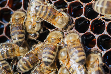 Image showing family of bees on honeycombs