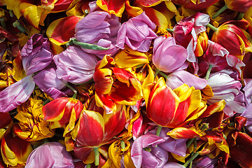 Image showing background cut wilted tulips