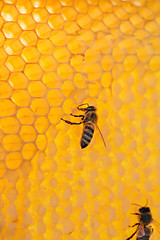 Image showing bee on a frame with honey