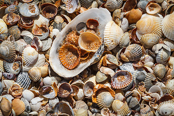 Image showing  Many sea shells on a beach summer background.