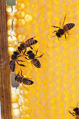 Image showing family of bees on honeycombs