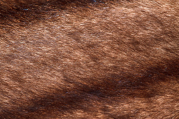 Image showing natural fur closeup