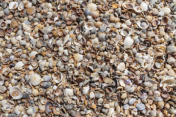 Image showing  Many sea shells on a beach summer background.