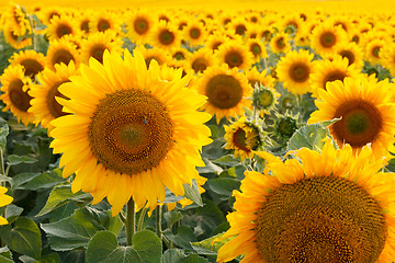 Image showing Sunflower field, backlit.