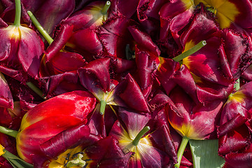 Image showing background cut wilted tulips