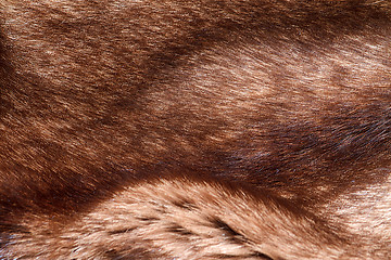 Image showing natural fur closeup