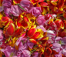 Image showing background cut wilted tulips