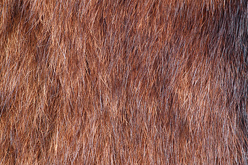 Image showing natural fur closeup