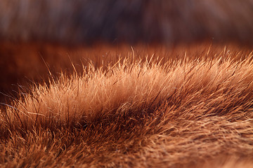 Image showing natural fur closeup