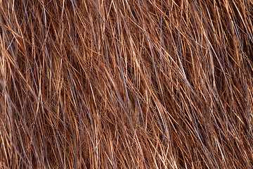 Image showing natural fur closeup