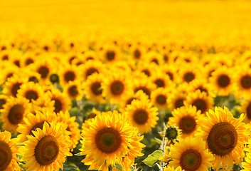 Image showing Sunflower field, backlit.