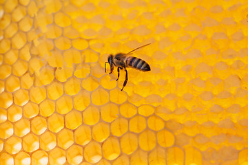 Image showing bee on a frame with honey