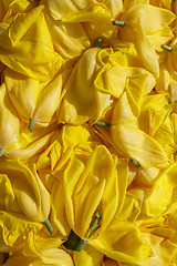 Image showing background cut wilted tulips