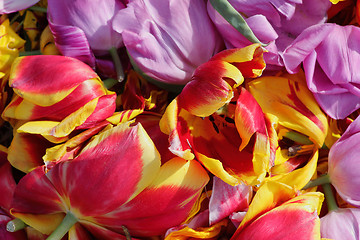 Image showing background cut wilted tulips