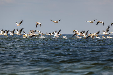 Image showing soaring flock of pink pelicans