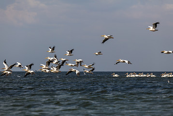 Image showing soaring flock of pink pelicans