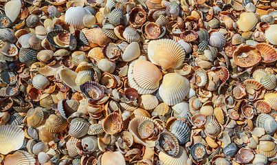 Image showing  Many sea shells on a beach summer background.