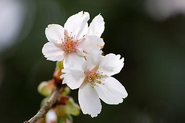 Image showing Spring-flowers
