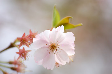 Image showing Spring-flower