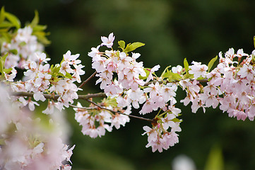 Image showing Spring in the garden