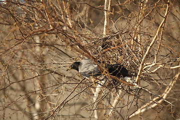 Image showing Crow sitting in a nest
