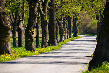 Image showing asphalt road and tree alley