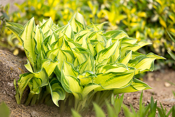 Image showing two color green plant leaf 