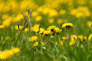 Image showing spring flowers dandelions