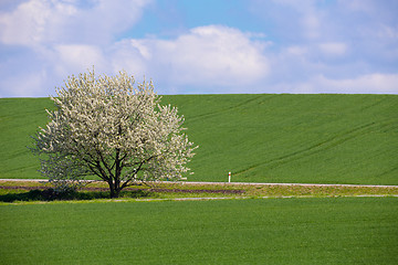 Image showing spring flowering tree in countryside