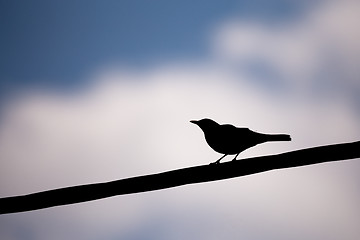 Image showing male of Common blackbird