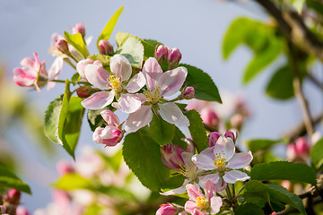 Image showing Blooming apple in spring 