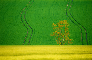 Image showing Beautiful summer rural landscape lines