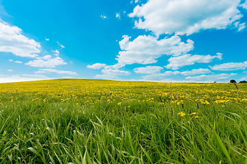 Image showing spring flowers dandelions