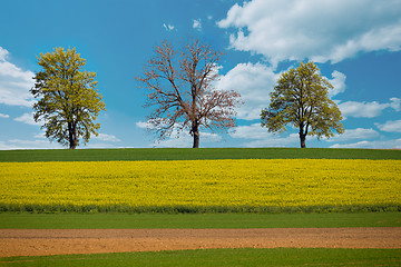 Image showing Beautiful summer rural landscape