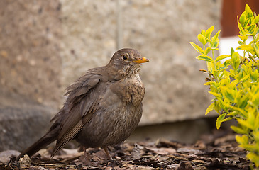 Image showing female of Common blackbird