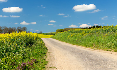 Image showing Beautiful summer rural landscape