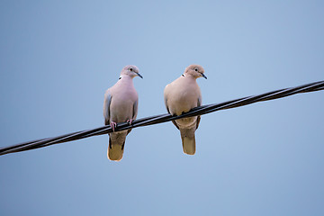 Image showing Collared Doves in love